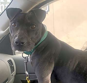 Photo of Midnight