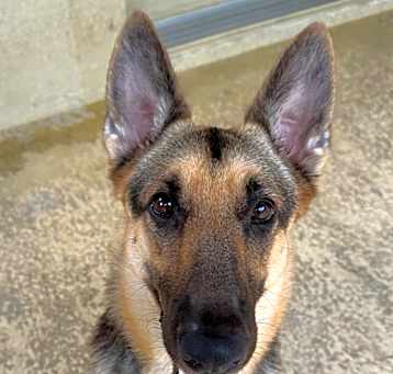 Photo of Bella