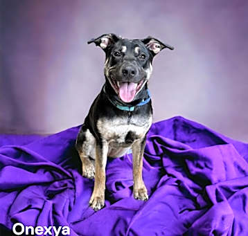 Photo of Onexya