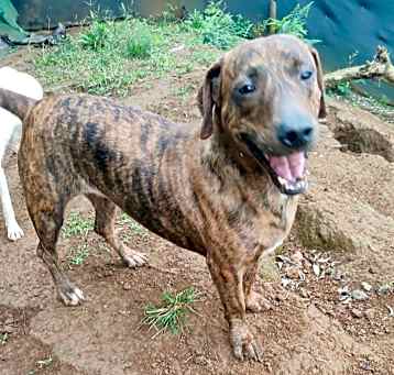 Photo of Canela