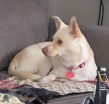 Photo of Gracie