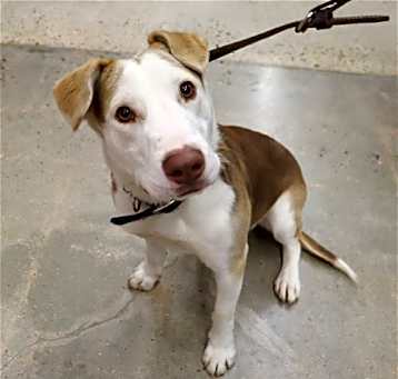 Photo of Tucker