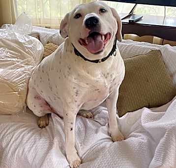 Photo of Spot
