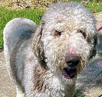 Photo of OLIVER