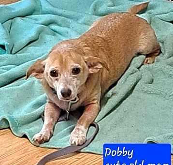 Photo of Dobby