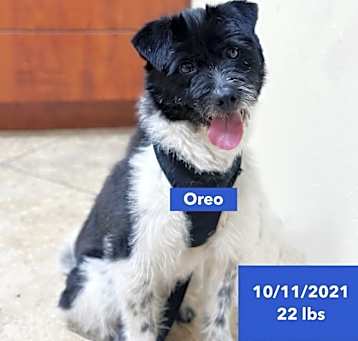 Photo of Oreo