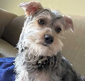 Photo of Cooper