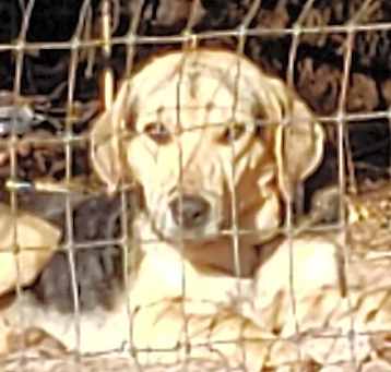 Photo of Puppy Charlie C.