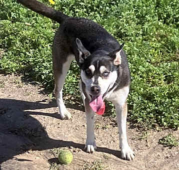 Photo of Mohawk