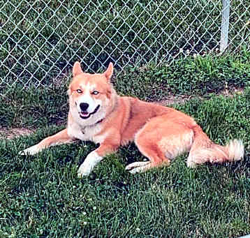 Photo of Koda