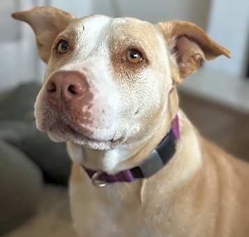 Photo of Daisy
