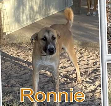 Photo of Ronnie