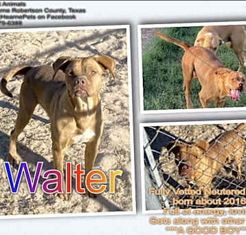 Photo of Walter