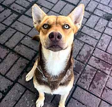 Photo of Honey