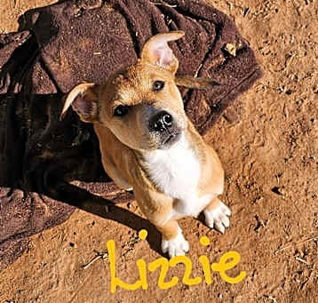 Photo of Lizzie