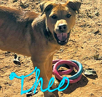 Photo of Theo