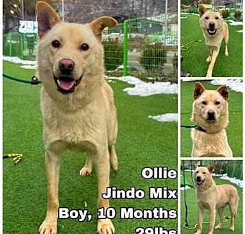 Photo of Ollie from Korea