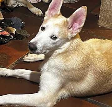 Photo of Bruno