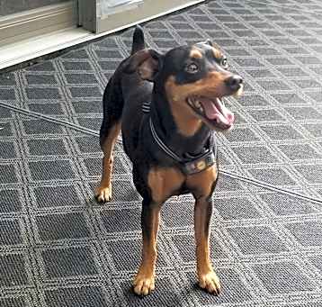 Photo of Goose