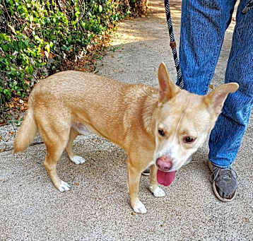 Photo of BUDDY YELLOW