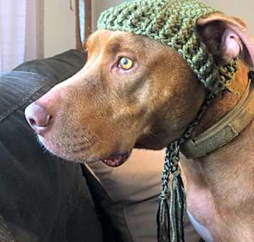 Photo of Rocky