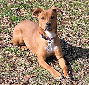Photo of Brownie - Courtesy Post