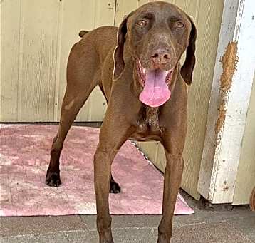Photo of Bruno