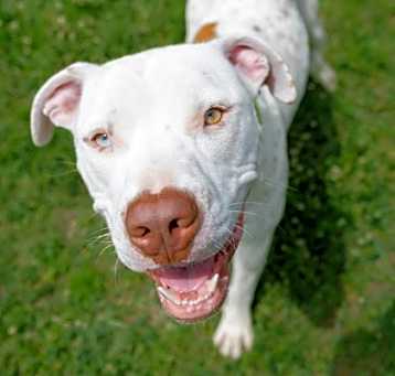 Photo of Pancho