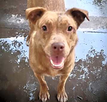 Photo of Buddy