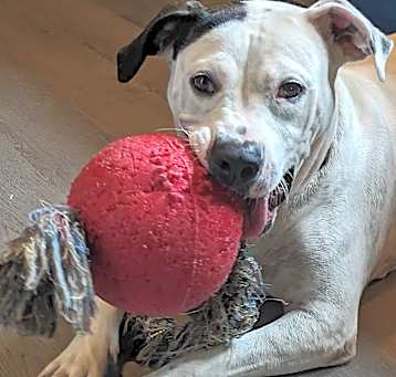 Photo of Shelby