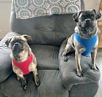 Photo of Baxter/chloe