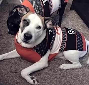 Photo of Shiloh