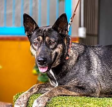 Photo of Lassie