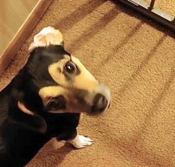 Photo of Buddy