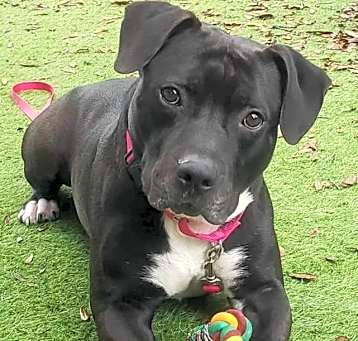 Photo of Brisco