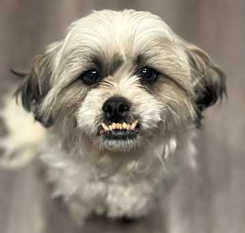 Photo of Lucky