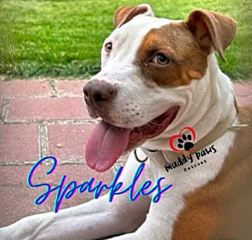 Photo of Sparkles (Survivors Litter)