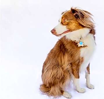 Photo of Misio