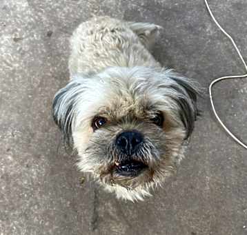Photo of Chewy