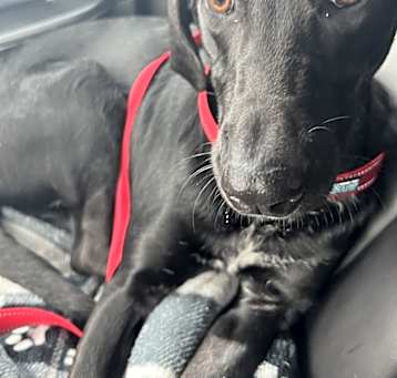 Photo of Clyde-2