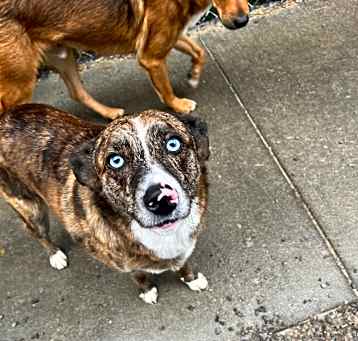 Photo of Scout