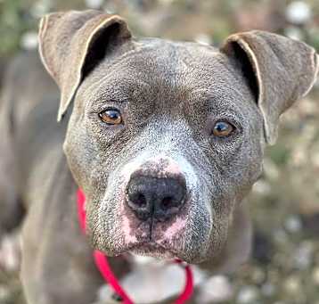 Photo of Petunia