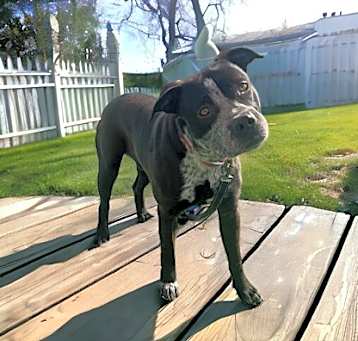 Photo of Buddy
