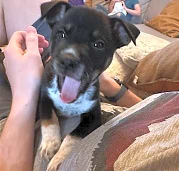 Photo of Otis
