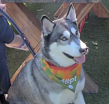 Photo of Mika