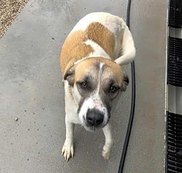 Photo of Sadie