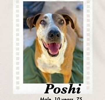 Photo of Poshi