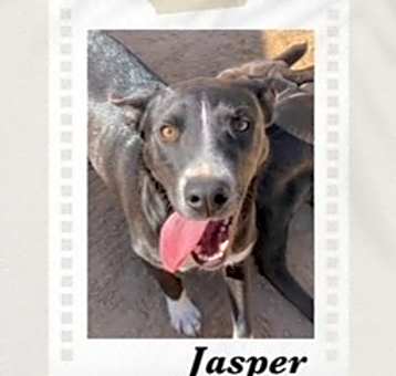 Photo of Jasper