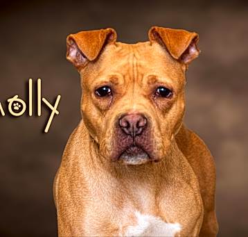 Photo of Molly
