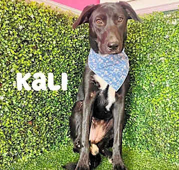 Photo of Kali